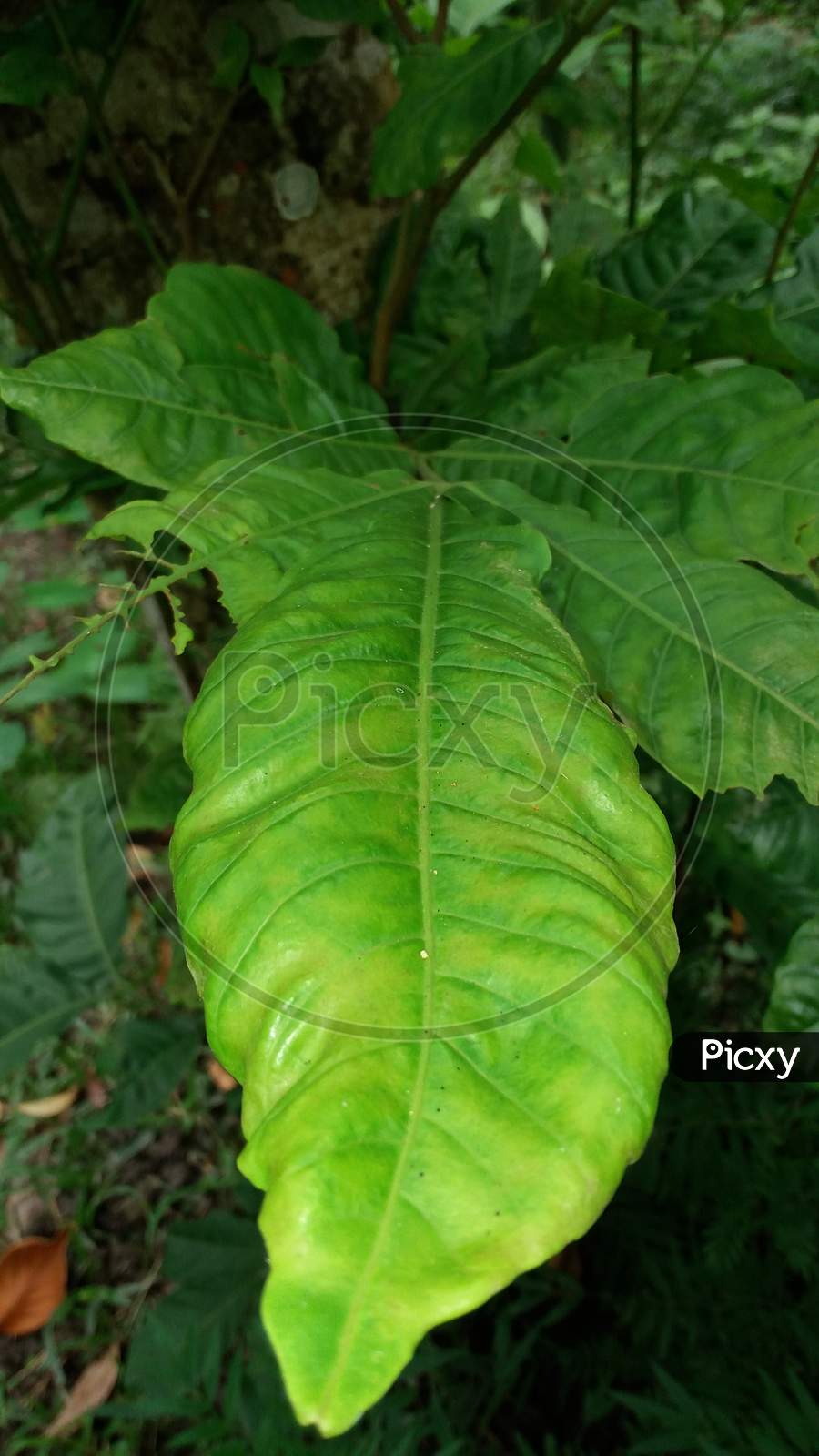 Image of Leaf photography ideasDZ226739Picxy