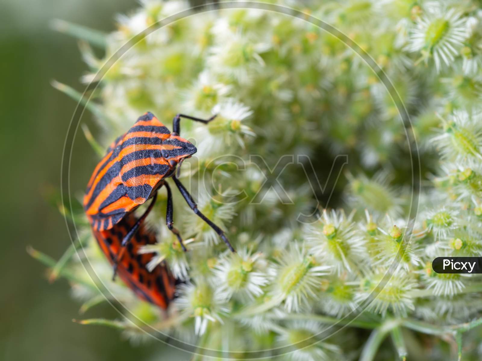 Close-Up Of A Pair Of Italian Striped Bugs Mating On The White Wild Flower.
