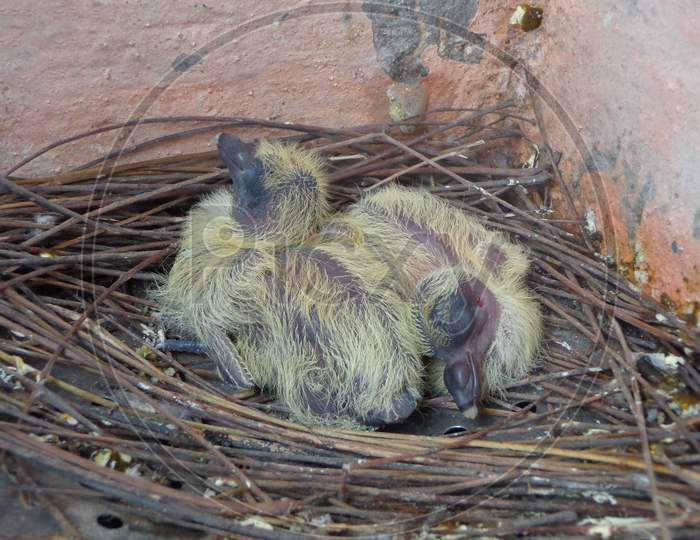 New Born Pigeon Birds Sleeping