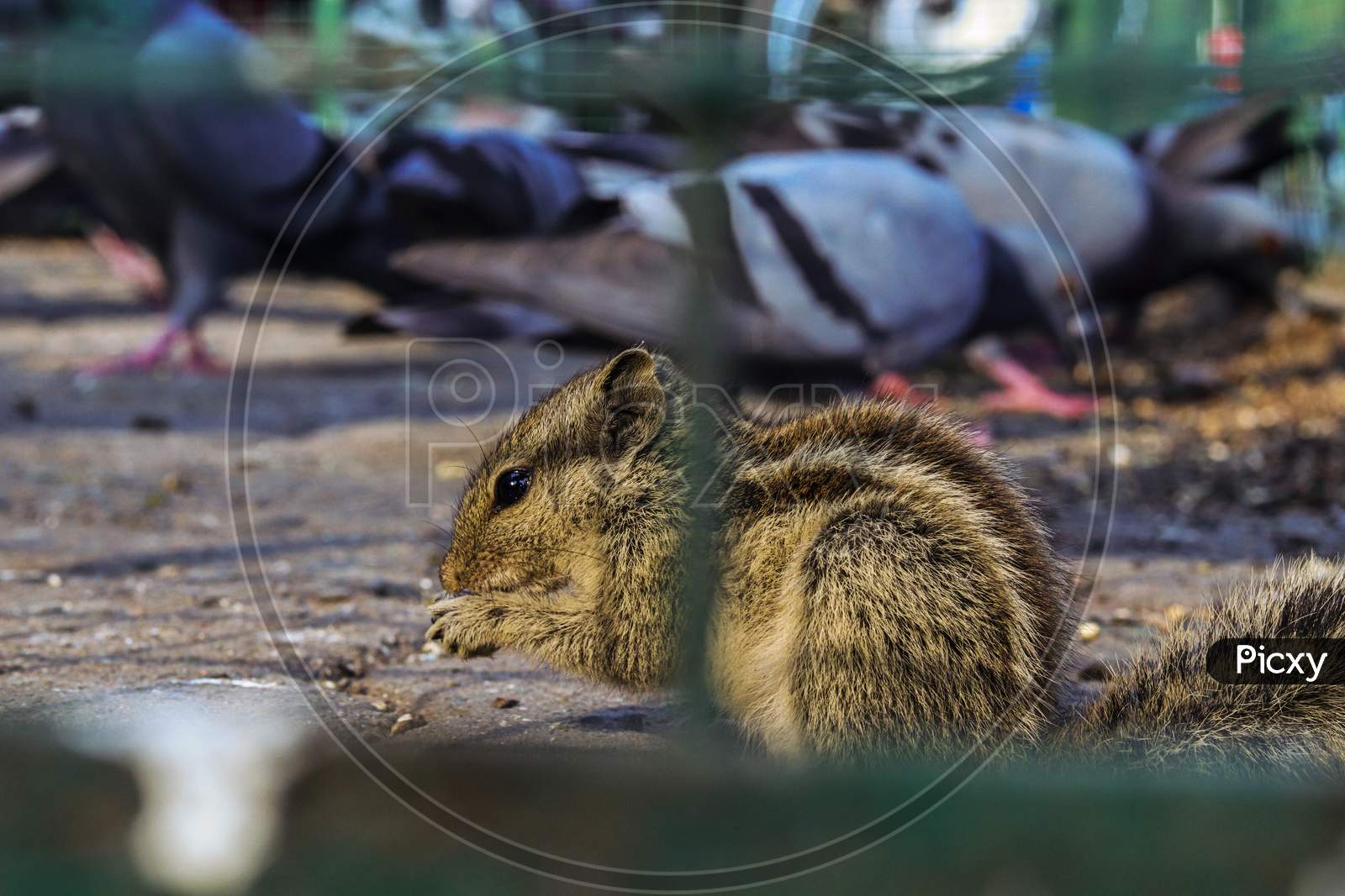 Small Squirrel Eating inside of cage
