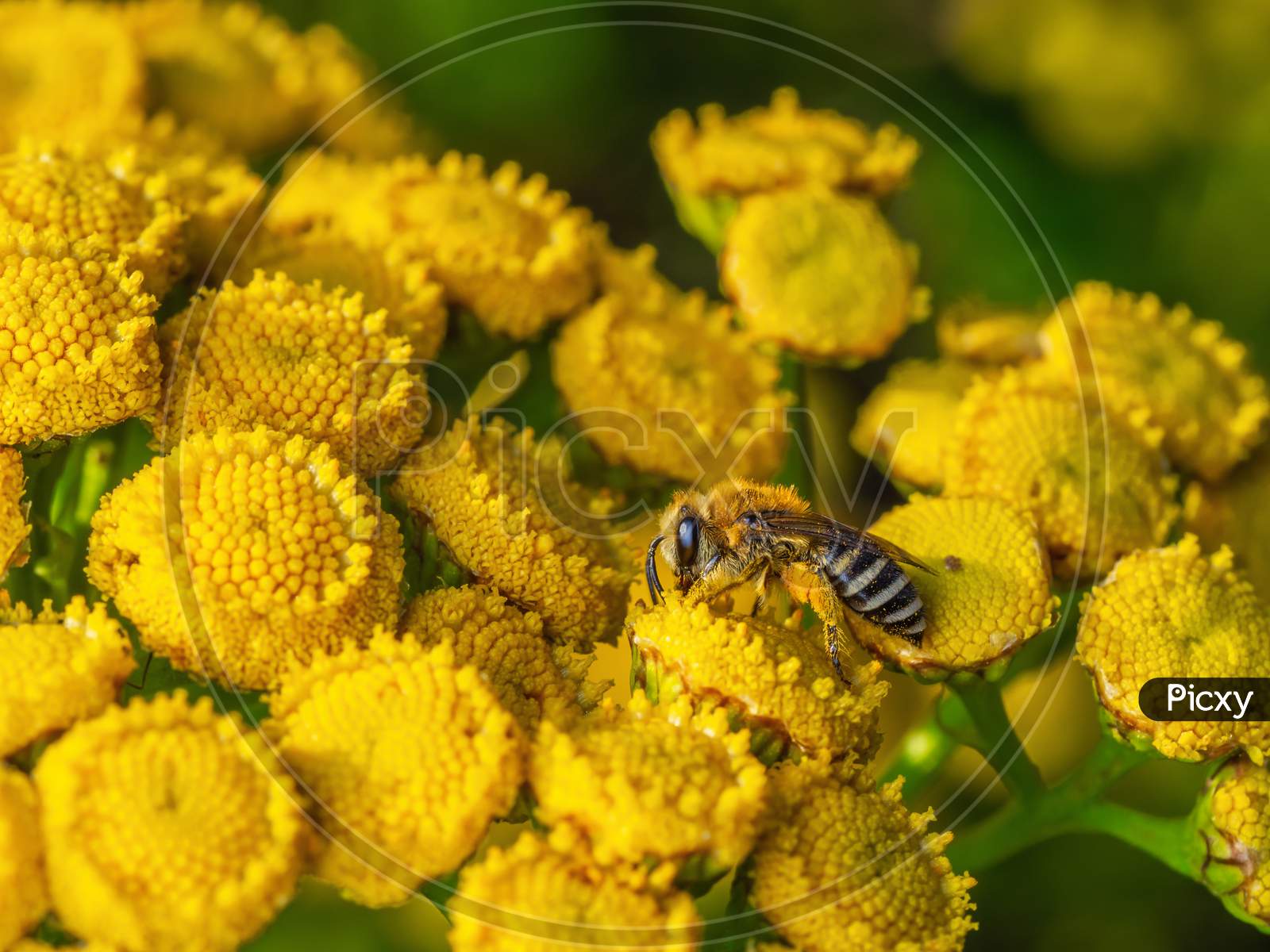 Close-Up Of Western Honey Bee Collecting Nectar From Common Tansy Flowers (Tanacetum Vulgare).