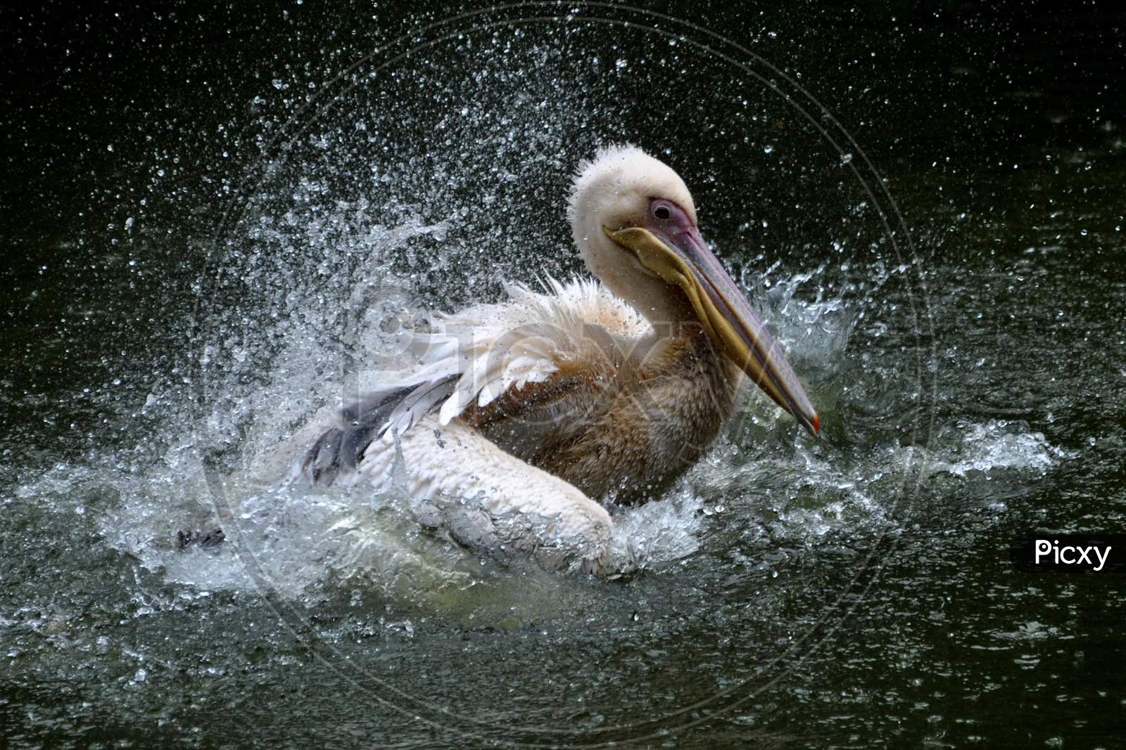 A rosy pelican swims in a pond inside an enclosure, at Assam State Zoo cum Botanical Garden in Guwahati, Tuesday, on August 4, 2020.
