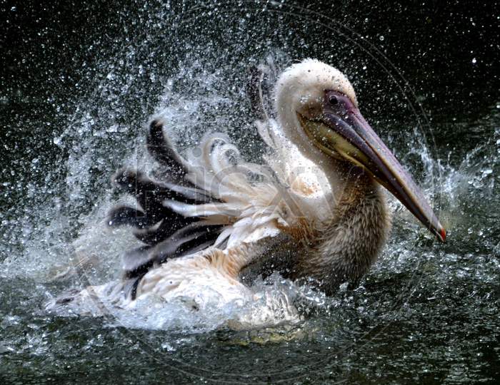 Rosy Pelicans Swim In A Pond Inside An Enclosure, At Assam State Zoo Cum Botanical Garden In Guwahati, August 4, 2020.