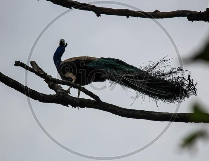 peacock in the wild