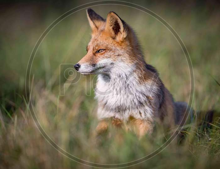 Red fox in forest
