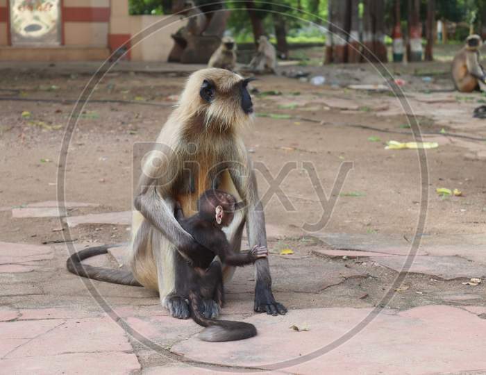 Black Indian Monkey sitting with baby monkey