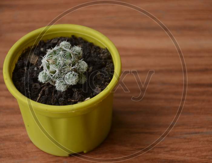 The Beautiful Cactus Plant Seedlings In The Small Yellow Pot.