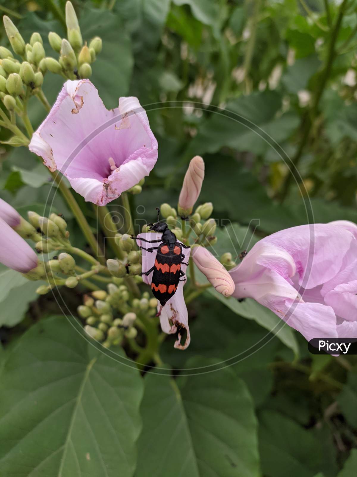 Orange and Black Insect sitting on the Pink Flower