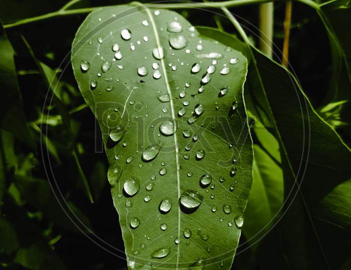 Raindrops upon green leaf