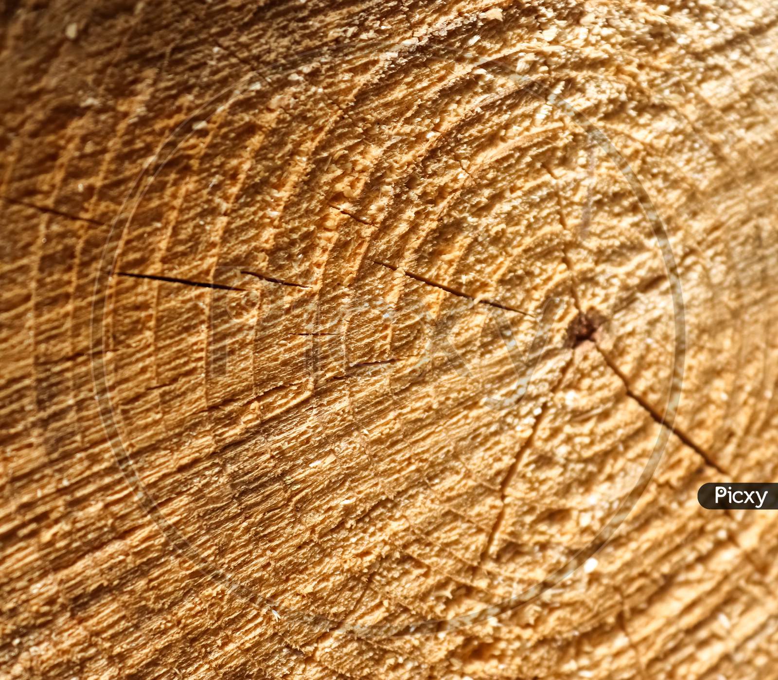 Fresh Sawed Wood In A Close Up View. Detailed Texture Of Annual Rings In A Wooden Surface.