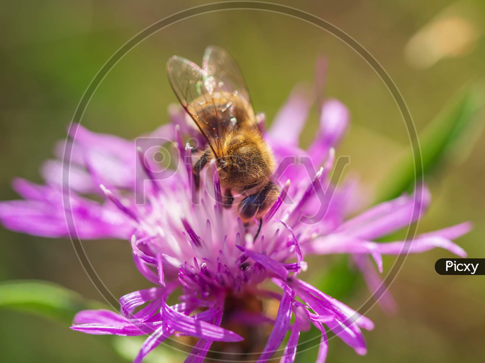 Close-Up Of Western Honey Bee Extracting Nectar From Brown Knapweed Flower.