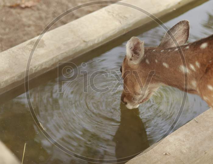 Small deer drinking water from the pond