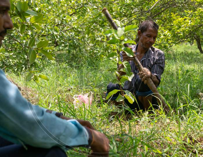 A man digging soil for plantation of guava trees at a farm using a digging tool