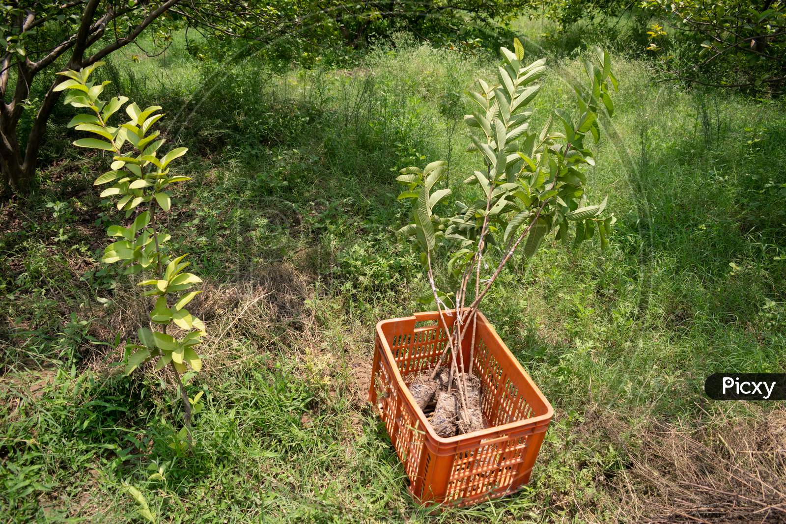 Grafted guava plants ready for plantation at a farm