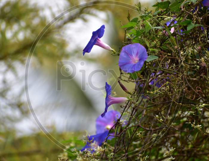 Purple Colored Flowers In Focus With Blurred Background . Morning Glory Flowers
