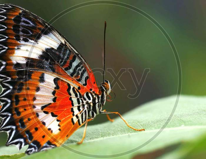 Beautiful butterfly on leaf