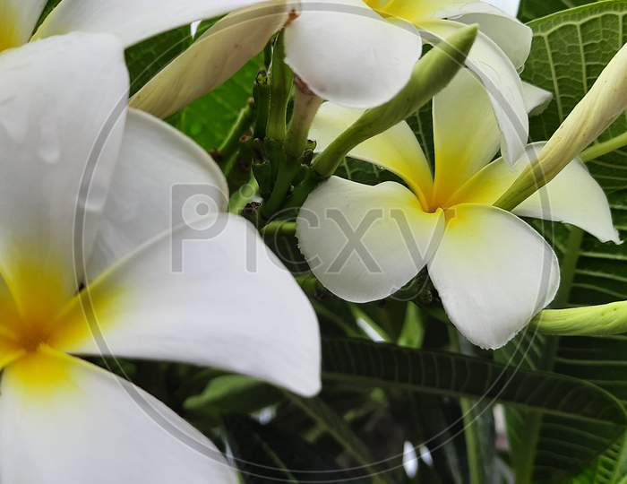 White flower and green leaf