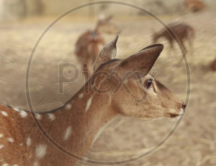 Curious Deer with ears