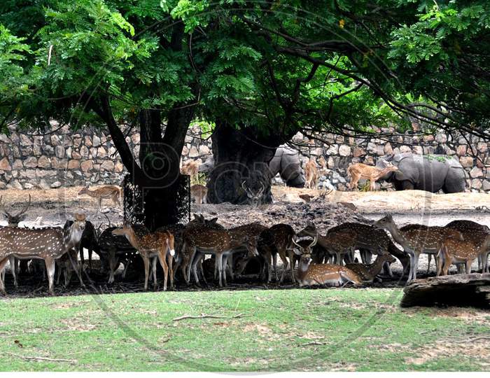 A herd of deer take shelter under a tree to escape from scorching heat at Assam State Zoo Cum Botanical Garden in Guwahati , India on August 4, 2020.