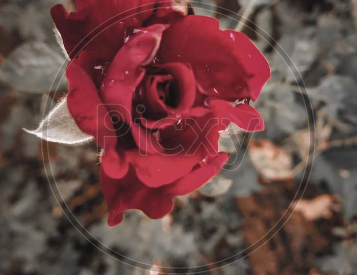 Red rose with rain drops