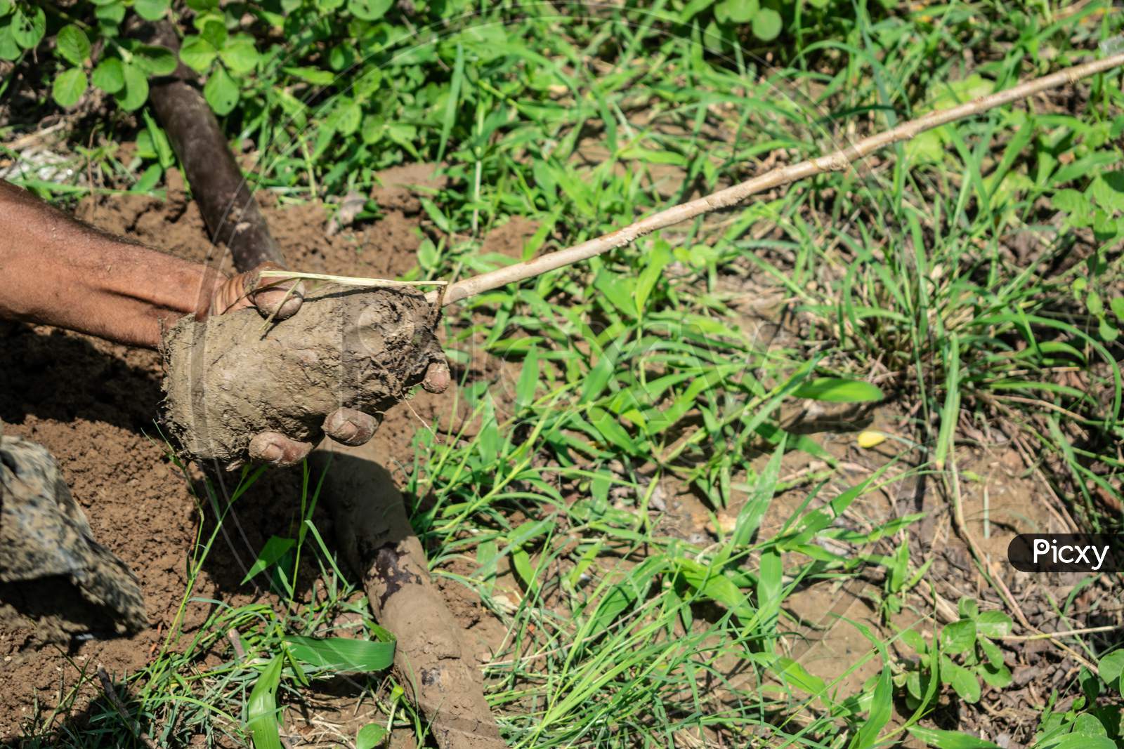 A man plants grafted guava trees at a farm using a digging tool