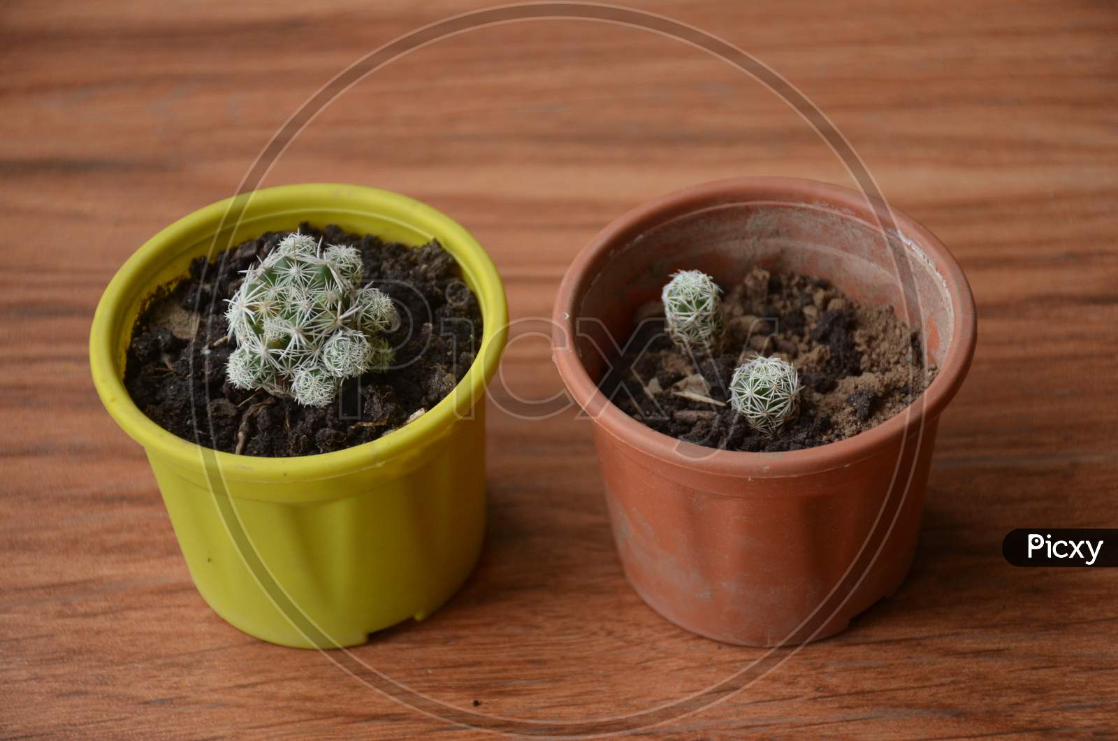 The Beautiful Cactus Plant Seedlings In The Two Small Pots.