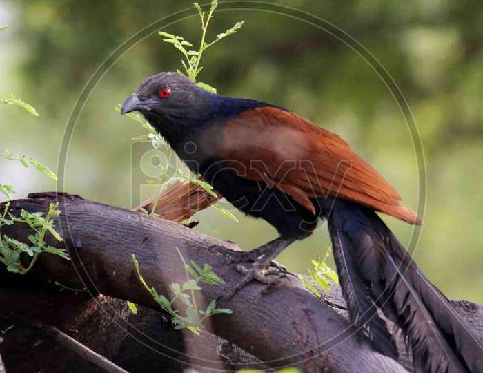Cuckoo bird on tree