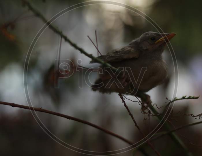 New Born Bird sitting on the thin branch