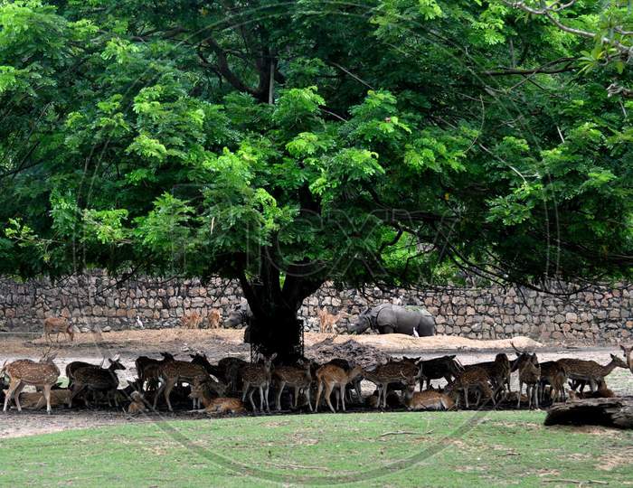 A herd of deer take shelter under a tree to escape from scorching heat at Assam State Zoo Cum Botanical Garden in Guwahati , India on August 4, 2020.