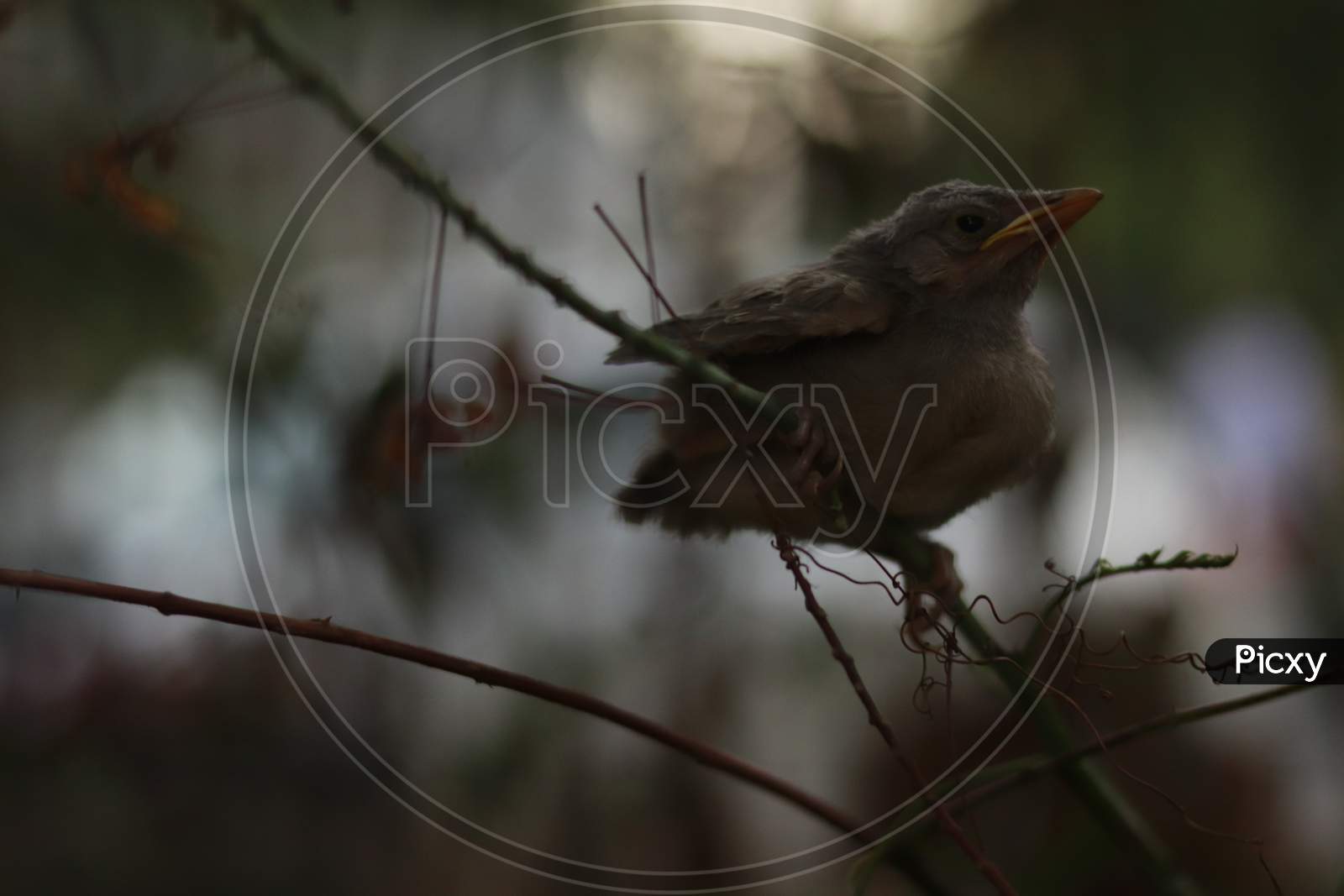 New Born Bird sitting on the thin branch
