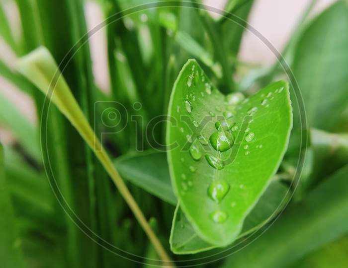Waterdroplets on leaf with green background, nature concept