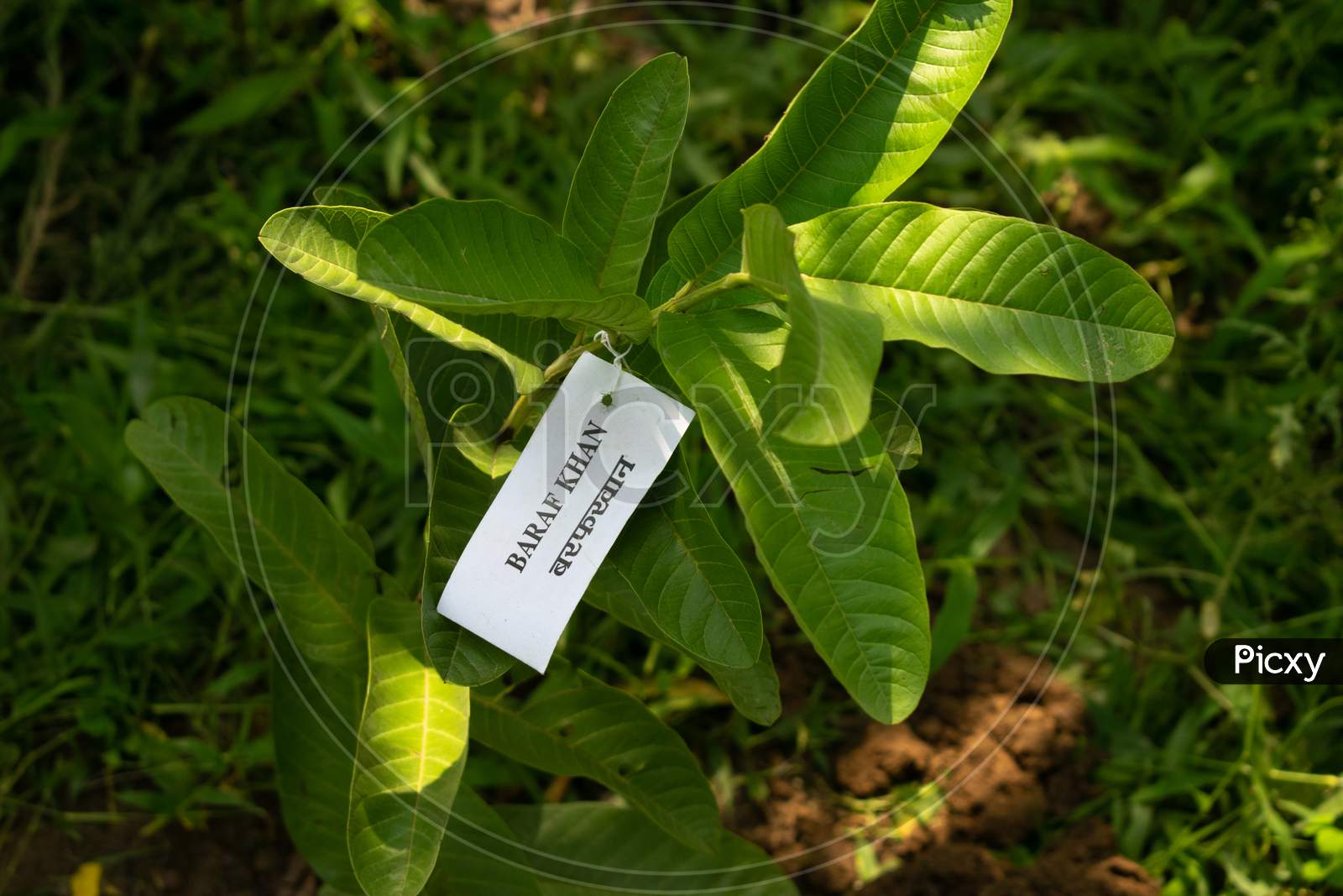 A tag of local plant nursery attached to guava plants ready for plantation