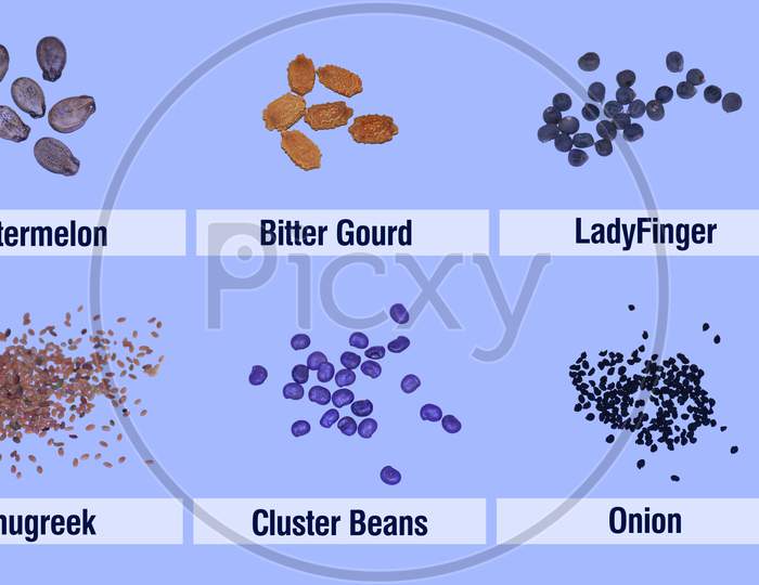 Varieties of Vegetable Seeds