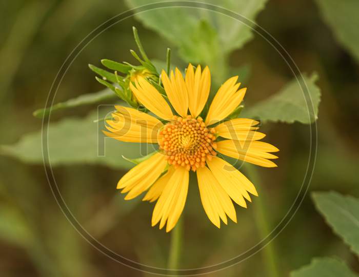close up of Golden crown beard yellow flower