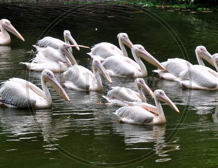 Rosy pelicans swim in a pond inside an enclosure, at Assam State Zoo cum Botanical Garden in Guwahati, August 4, 2020.