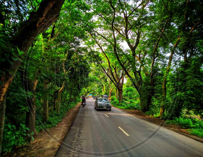 Beautiful Road with Trees