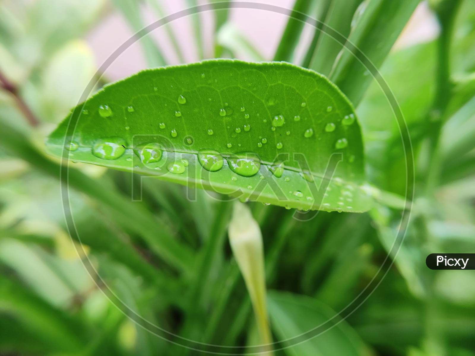Waterdroplets on leaf with green background, nature concept