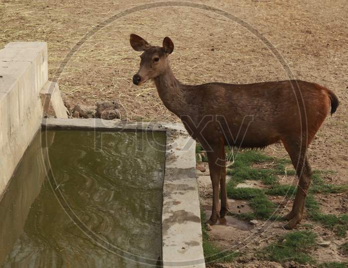 Small Deer Standing near the water pond