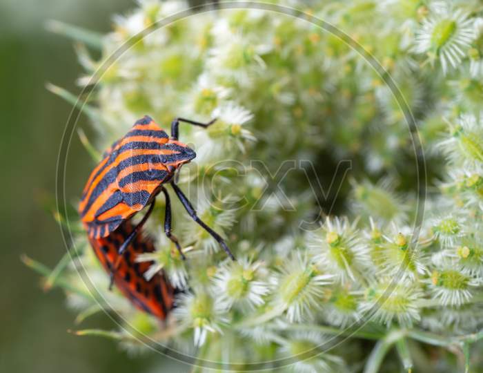 Close-Up Of A Pair Of Italian Striped Bugs Mating On The White Wild Flower.