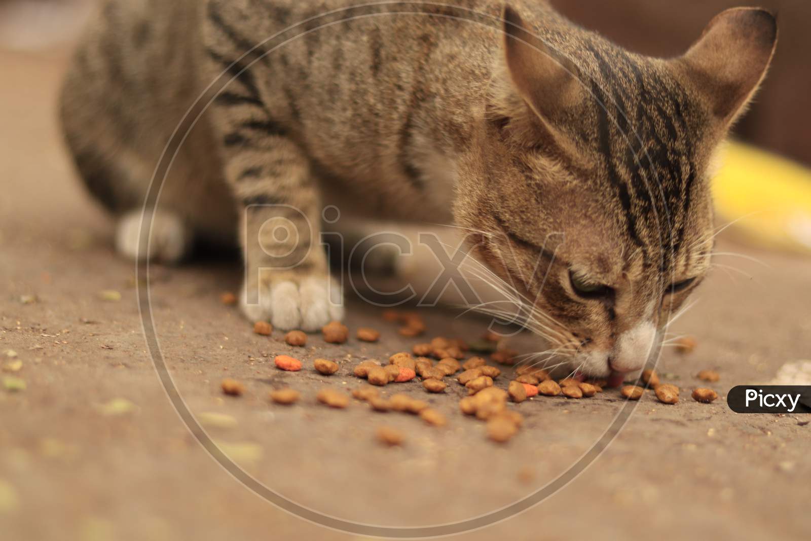 Small Cat eating on the street