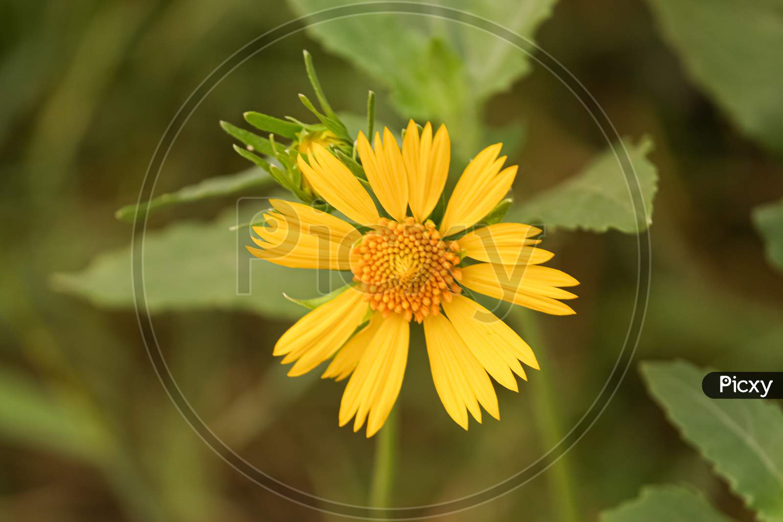 close up of Golden crown beard yellow flower