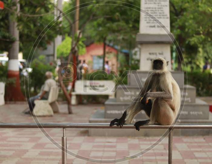 Indian Monkey sitting
