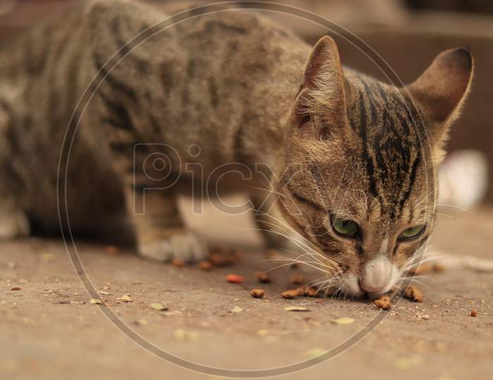 Small Cat eating on the street