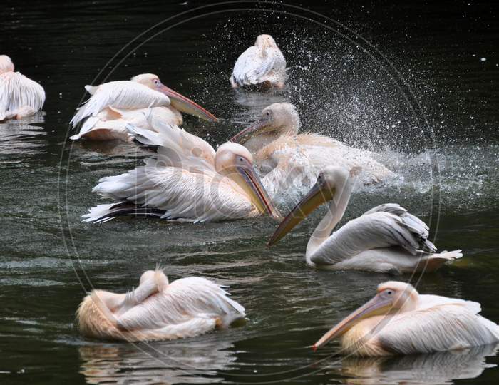 Rosy Pelicans Swim In A Pond Inside An Enclosure, At Assam State Zoo Cum Botanical Garden In Guwahati, August 4, 2020.