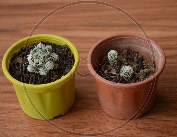 The Beautiful Cactus Plant Seedlings In The Two Small Pots.