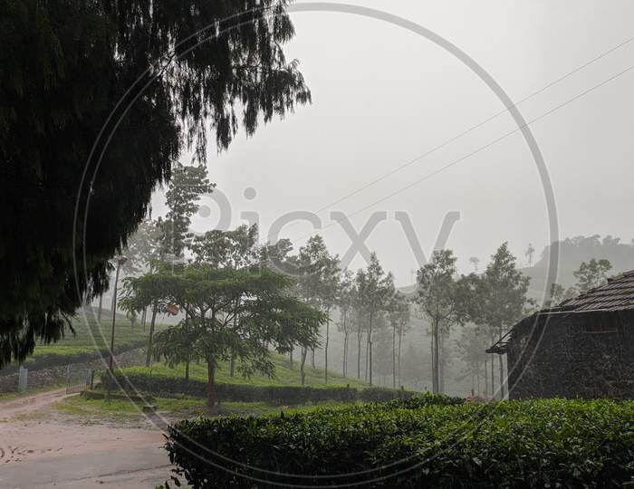 Mist, Nature and Rain