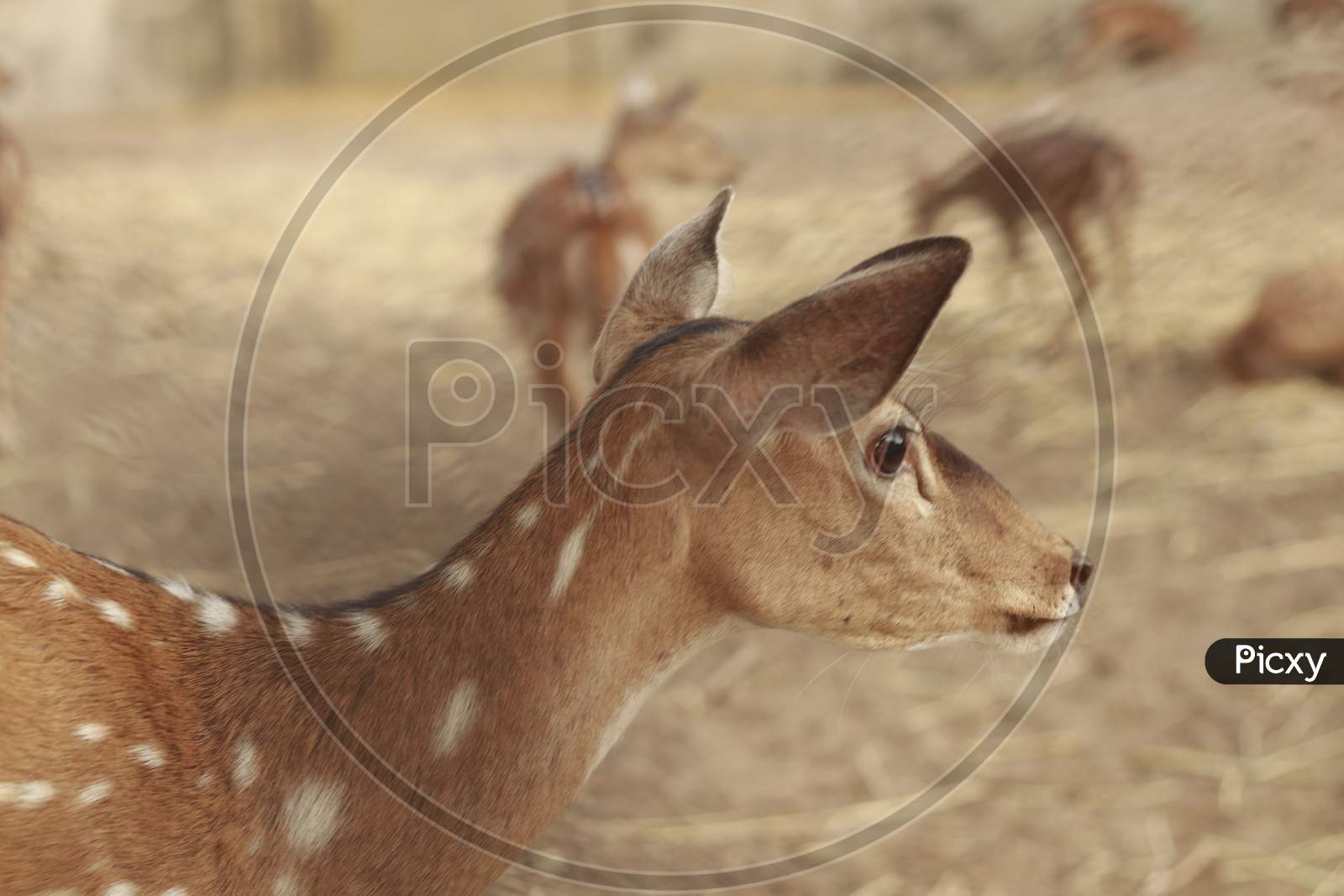 Curious Deer with ears