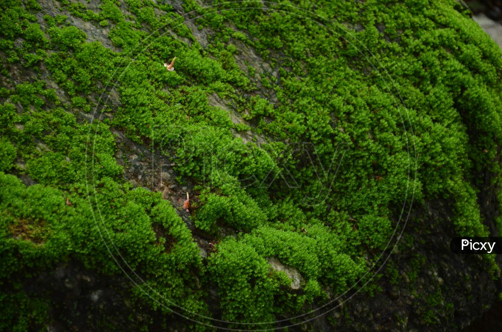 Beautiful Small Green Fungus On The Stone