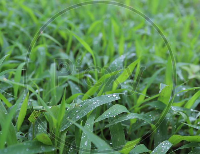 Water Droplets on the Green Grass