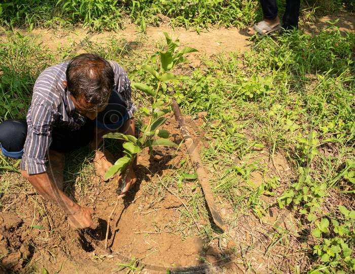 A man plants grafted guava trees at a farm using a digging tool